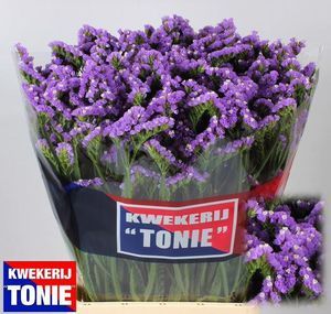 LIMONIUM ST NEW HAPPY WING 75